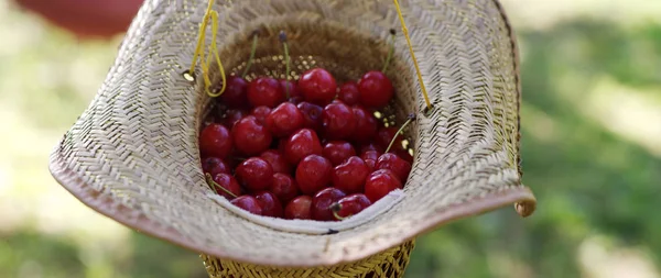  Taze toplanmış kirazlar