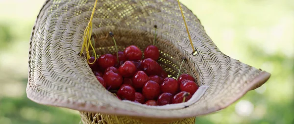  Taze toplanmış kirazlar