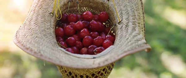 Hasır Şapkalı bir taze çekilmiş cherrys kova. 