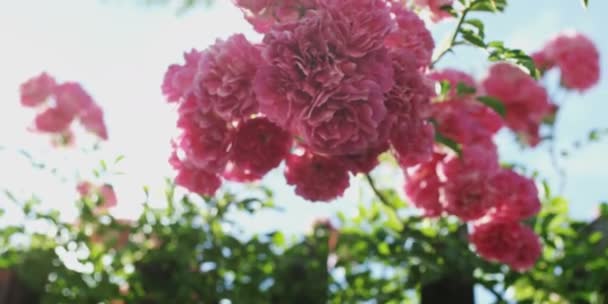 Rosafarbene Rosenblüten Rosenstrauch Garten Sommer — Stockvideo