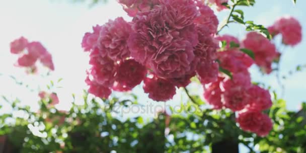 Růžové květy růží na růžovém keři v letní zahradě