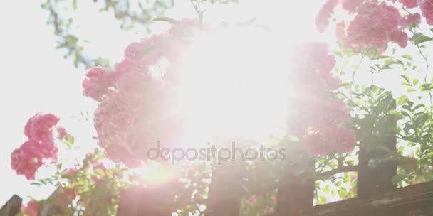Bahçedeki Gül Ağacında Pembe Gül Çiçekleri — Stok video