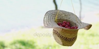 Hasır Şapkalı bir taze çekilmiş cherrys kova. 