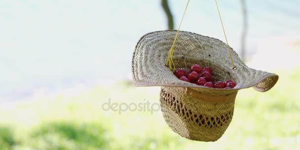 一桶新采摘的 Cherrys 在一顶草帽 — 图库视频影像