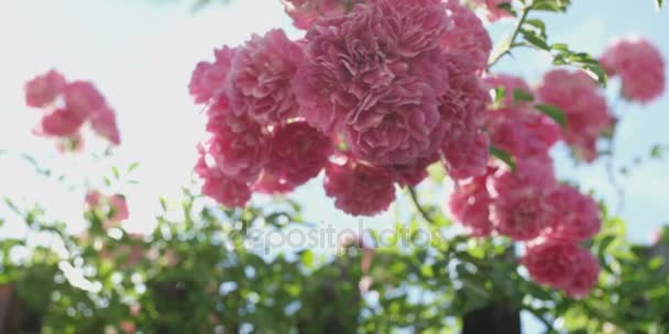 Ροζ Τριαντάφυλλο Λουλούδια Στο Τριανταφυλλιά Στον Κήπο Καλοκαίρι — Αρχείο Βίντεο