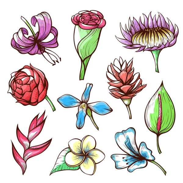 Tropical flowers hand drawn vector illustrations set Stock Vector