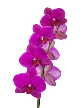 Kwiat storczyk na biaym tle