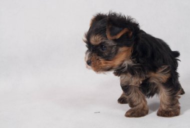 Piesek York maly szczeniak