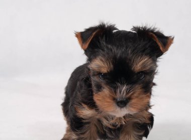 Piesek York maly szczeniak