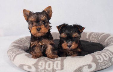 Piesek York maly szczeniak