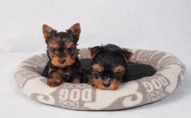 Piesek York maly szczeniak