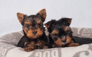 Piesek York maly szczeniak