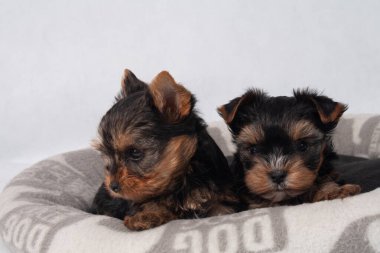 Piesek York maly szczeniak