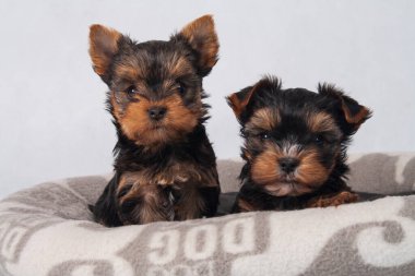 Piesek York maly szczeniak