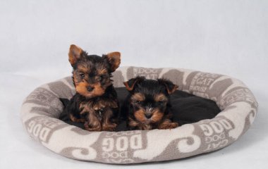 Piesek York maly szczeniak