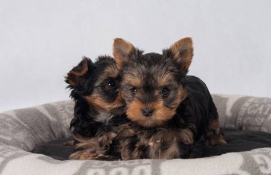 Piesek York maly szczeniak