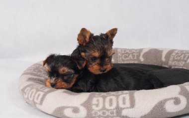 Piesek York maly szczeniak