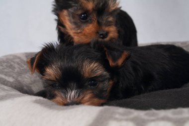 Piesek York maly szczeniak