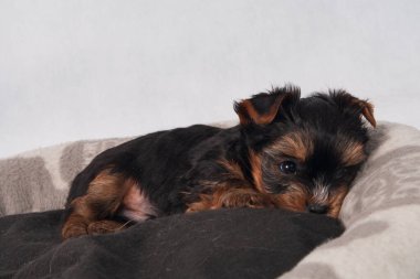 Piesek York maly szczeniak