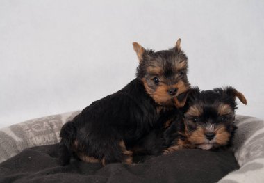 Piesek York maly szczeniak