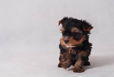 Piesek York maly szczeniak