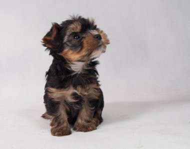 Piesek York maly szczeniak