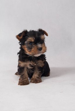 Piesek York maly szczeniak