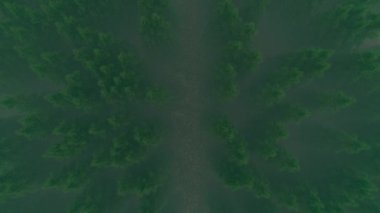 Ormanlık arazi sis, atmosferik seyahat kavramı bulut içinde yalan