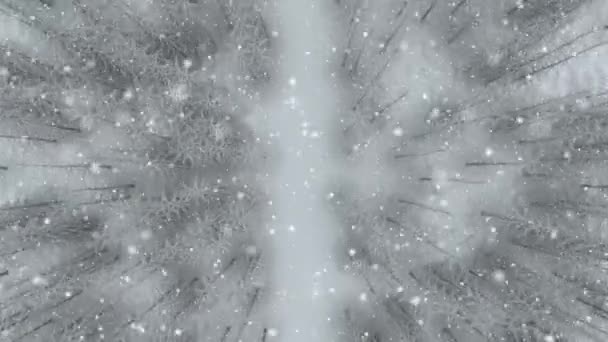 Sníh Bude Během Letu Nad Mražené Lesní — Stock video