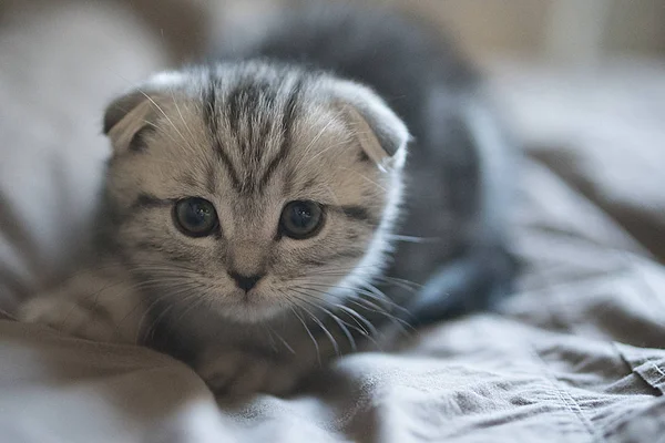 Scottish Fold Grey Kitten — Stock Photo, Image