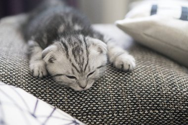 gri İskoç fold kedi