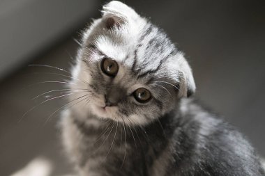 gri İskoç fold kedi