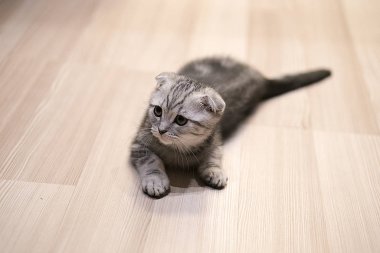 gri İskoç fold kedi