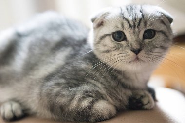 gri İskoç fold kedi
