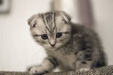 gri İskoç fold kedi