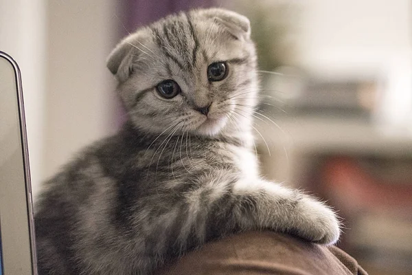 Chat Pliant Écossais Gris — Photo