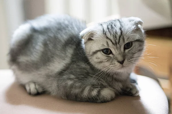 Grå Scottish Fold Cats — Stockfoto