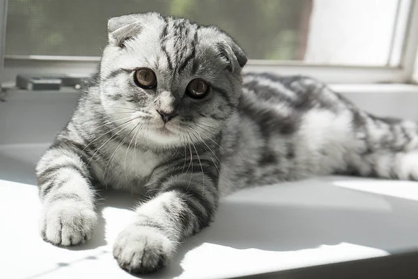 灰色苏格兰折叠猫 — 图库照片