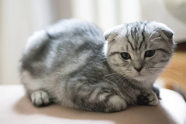 Graue Schottische Faltkatze — Stockfoto