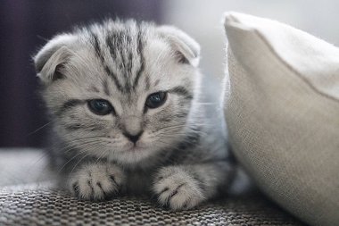 gri İskoç fold kedi
