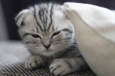 gri İskoç fold kedi