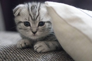 gri İskoç fold kedi