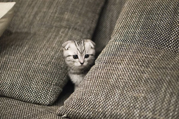 灰色スコティッシュフォールド猫 — ストック写真