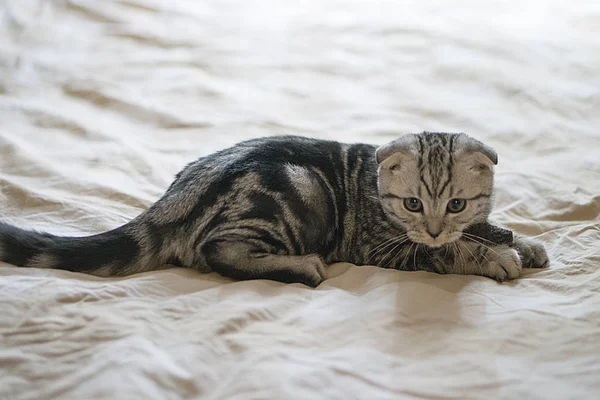 Сірий Шотландський Складний Кіт — стокове фото