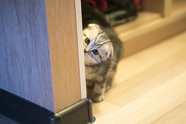 Gri Scottian Ori Pisica — Fotografie, imagine de stoc
