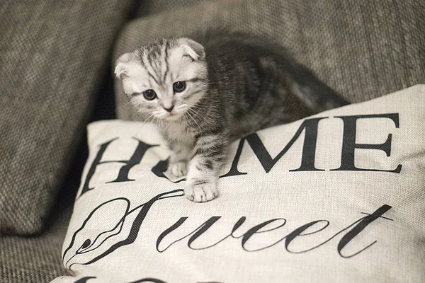 灰色スコティッシュフォールド猫 — ストック写真