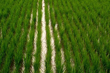 pirinç tarlaları bali Endonezya