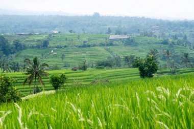 pirinç tarlaları bali Endonezya