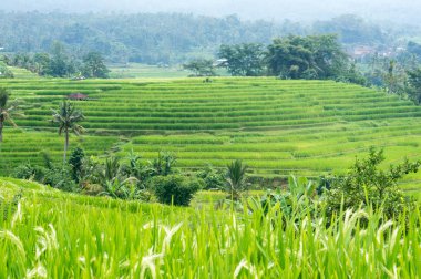 pirinç tarlaları bali Endonezya