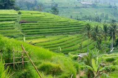 pirinç tarlaları bali Endonezya